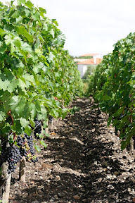 Vines in Bordeaux