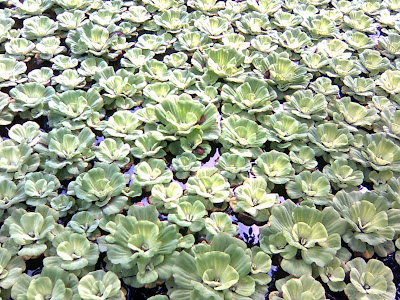 Water lilies